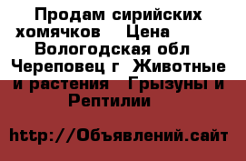 Продам сирийских хомячков  › Цена ­ 100 - Вологодская обл., Череповец г. Животные и растения » Грызуны и Рептилии   